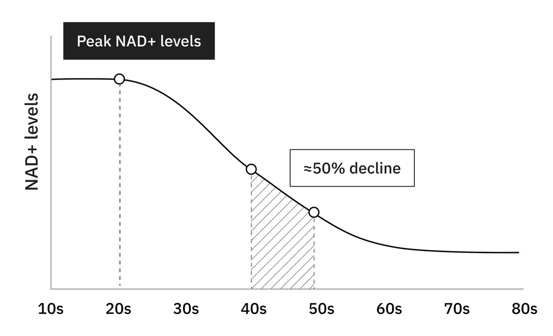 The Silent Decline: Why Your NAD+ Levels Drop with Age and What It Costs You