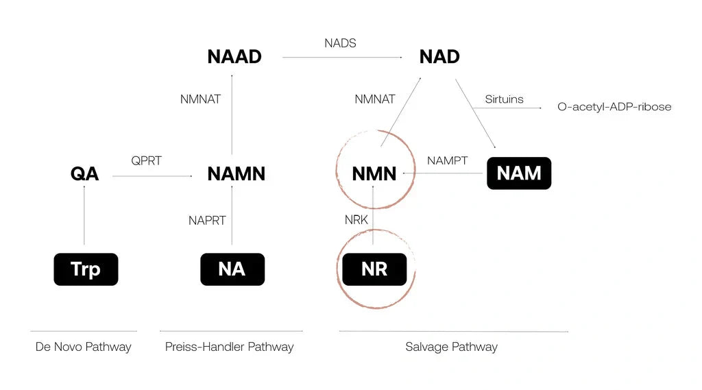 NAD+ vs. NMN vs. NR: What's the Difference and Which Should You Choose?