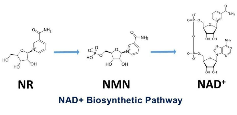 NAD+ vs. NMN vs. NR: What's the Difference and Which Should You Choose?